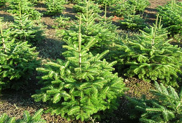 ABIES NORDMANNIANA