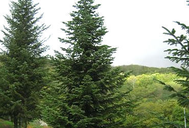 ABIES ALBA