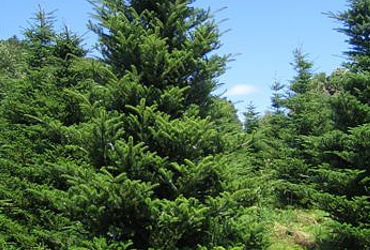 ABIES KOREANA