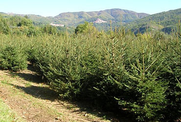 PICEA ABIES