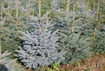 PICEA PUNGENS GLAUCA